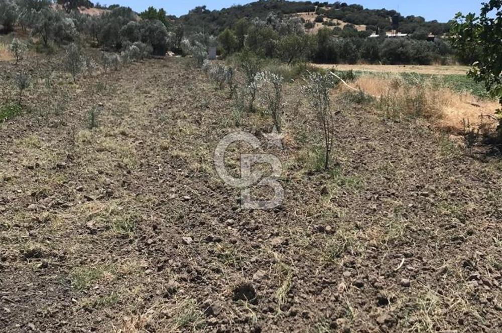 CB Odak'tan Bergama Cevaplı'da zeytinlik