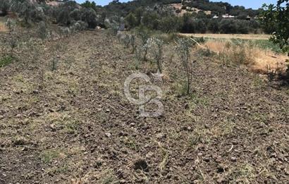 CB Odak'tan Bergama Cevaplı'da zeytinlik