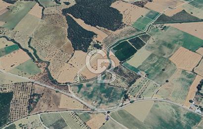 ÇANAKKALE ECEABAT KEMALPAŞA MAHALLESİNDE SATILIK TARLA HİSSESİ