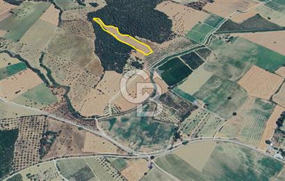 ÇANAKKALE ECEABAT KEMALPAŞA MAHALLESİNDE SATILIK TARLA HİSSESİ