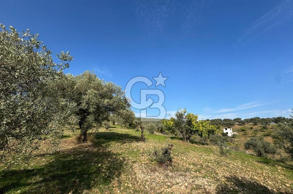 Torbalı Yazıbaşı Çamaltı'nda Yerleşim Yerine Yakın, Yolu Olan MÜSTAKİL Tarla