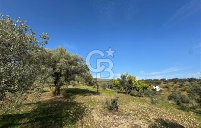 Torbalı Yazıbaşı Çamaltı'nda Yerleşim Yerine Yakın, Yolu Olan MÜSTAKİL Tarla