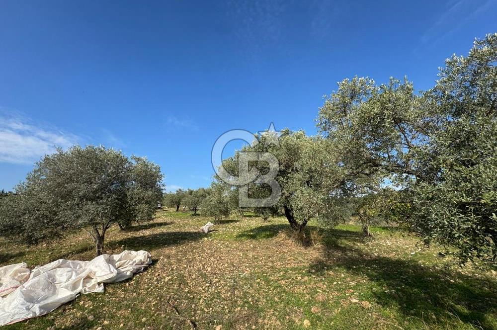 Torbalı Yazıbaşı Çamaltı'nda Yerleşim Yerine Yakın, Yolu Olan MÜSTAKİL Tarla