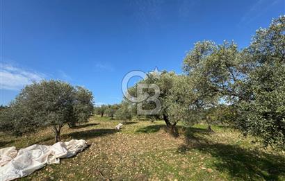 Torbalı Yazıbaşı Çamaltı'nda Yerleşim Yerine Yakın, Yolu Olan MÜSTAKİL Tarla