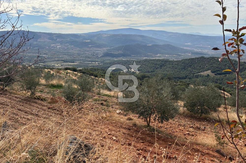 Satılık Verimli Yüksek Rekolteli Zeytinlik