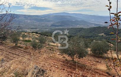 Satılık Verimli Yüksek Rekolteli Zeytinlik