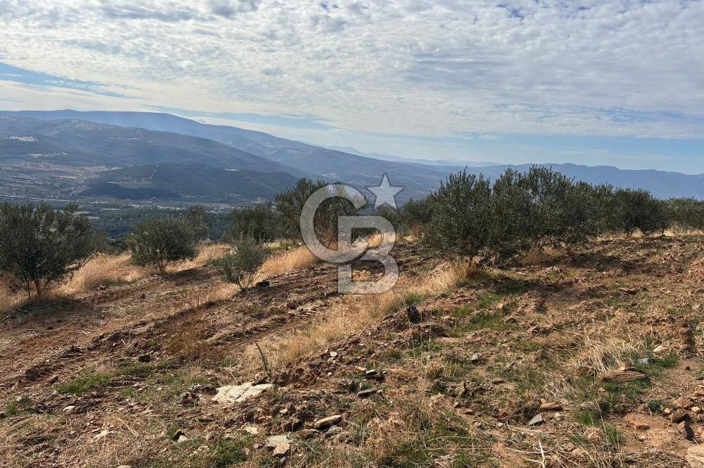 Satılık Verimli Yüksek Rekolteli Zeytinlik