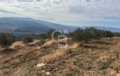 Satılık Verimli Yüksek Rekolteli Zeytinlik