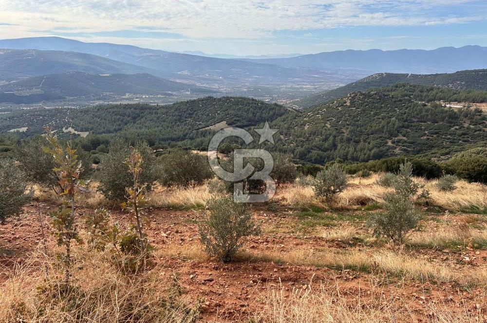 Satılık Verimli Yüksek Rekolteli Zeytinlik