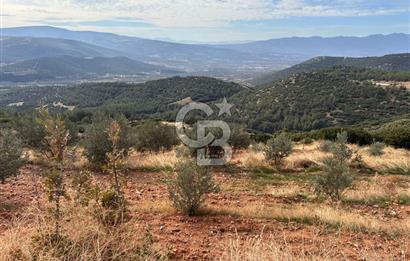 Satılık Verimli Yüksek Rekolteli Zeytinlik