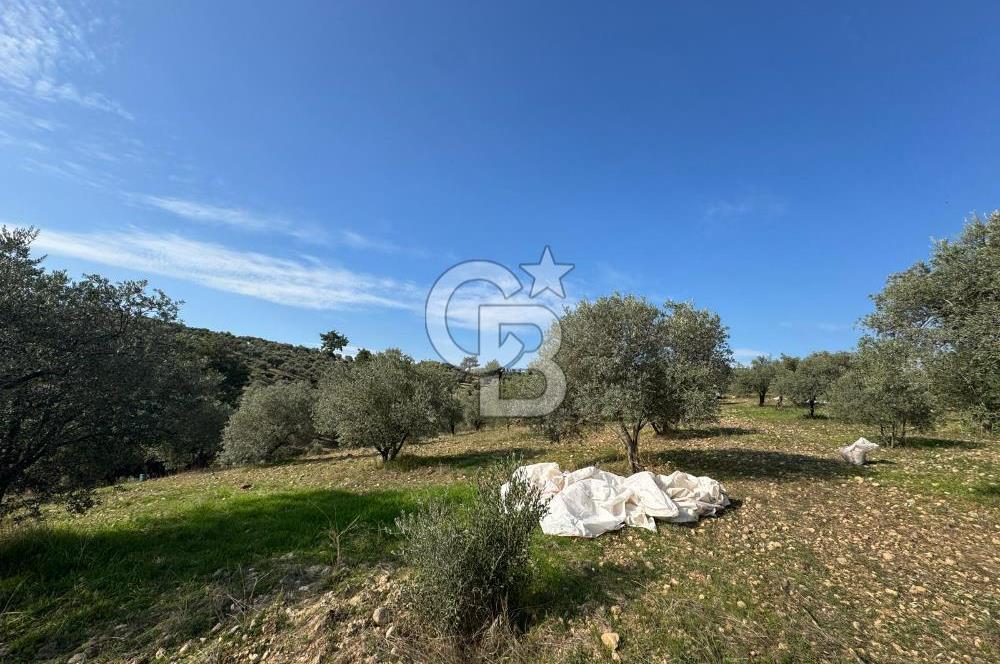 Torbalı Yazıbaşı Çamaltı'nda Yerleşim Yerine Yakın, Yolu Olan MÜSTAKİL Tarla