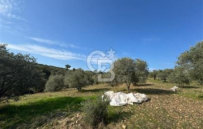 Torbalı Yazıbaşı Çamaltı'nda Yerleşim Yerine Yakın, Yolu Olan MÜSTAKİL Tarla