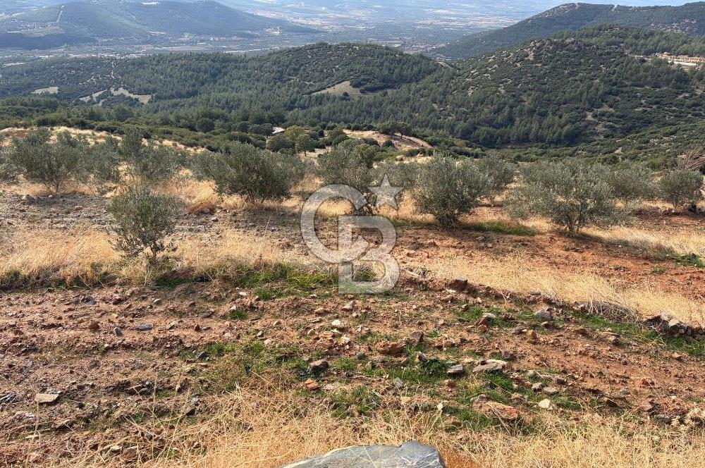 Satılık Verimli Yüksek Rekolteli Zeytinlik