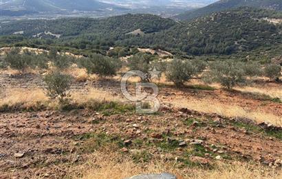 Satılık Verimli Yüksek Rekolteli Zeytinlik