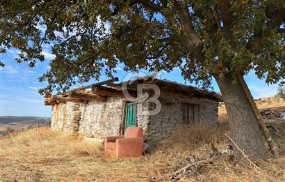 Satılık Verimli Yüksek Rekolteli Zeytinlik