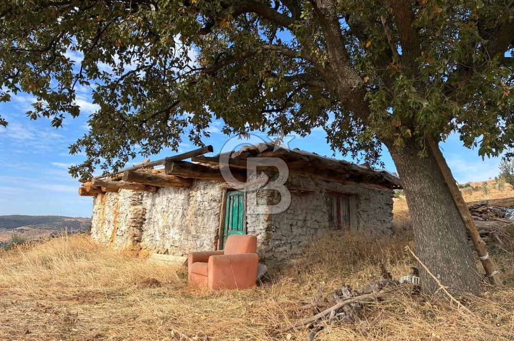 Satılık Verimli Yüksek Rekolteli Zeytinlik