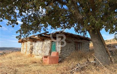 Satılık Verimli Yüksek Rekolteli Zeytinlik