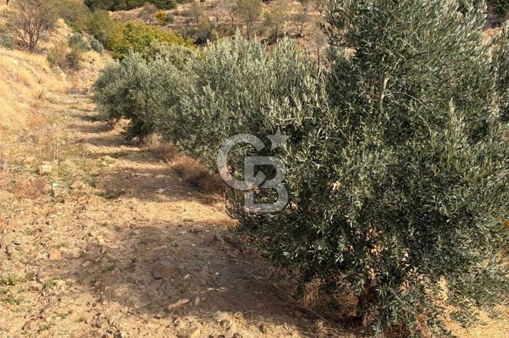 Satılık Verimli Yüksek Rekolteli Zeytinlik