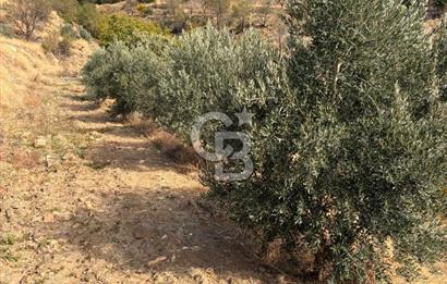 Satılık Verimli Yüksek Rekolteli Zeytinlik