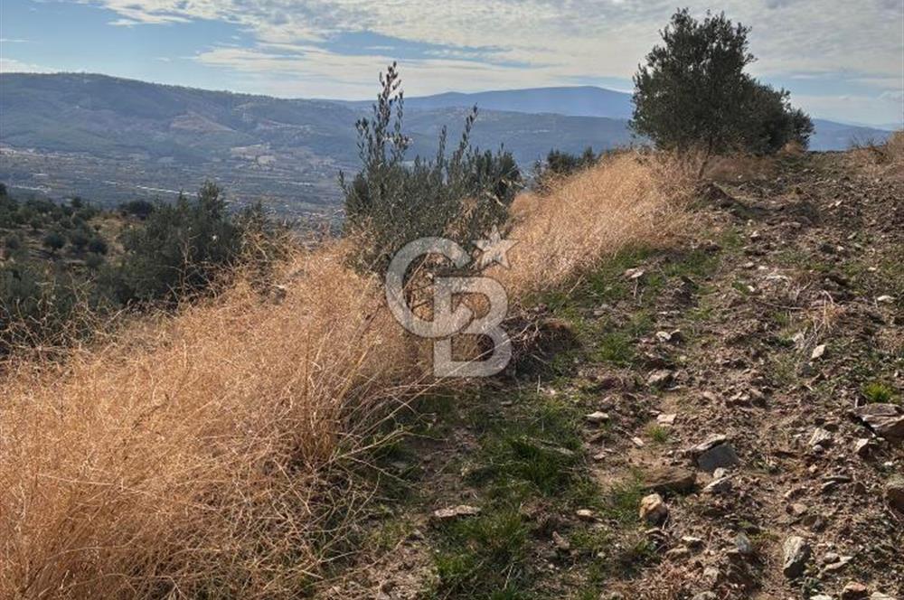 Satılık Verimli Yüksek Rekolteli Zeytinlik