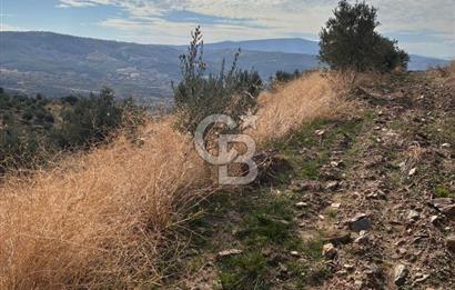 Satılık Verimli Yüksek Rekolteli Zeytinlik