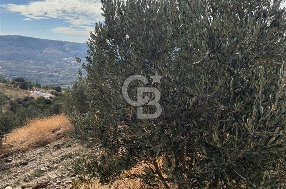 Satılık Verimli Yüksek Rekolteli Zeytinlik