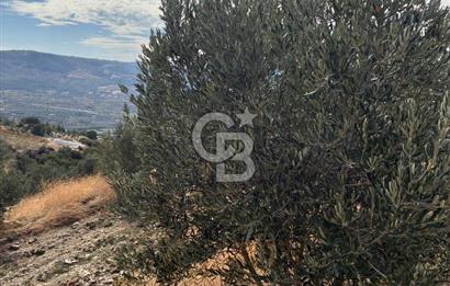 Satılık Verimli Yüksek Rekolteli Zeytinlik