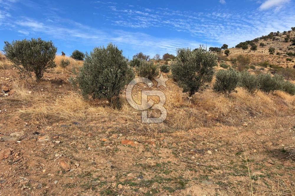 Satılık Verimli Yüksek Rekolteli Zeytinlik