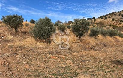 Satılık Verimli Yüksek Rekolteli Zeytinlik