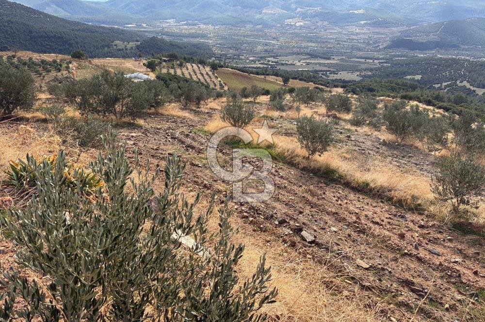 Satılık Verimli Yüksek Rekolteli Zeytinlik