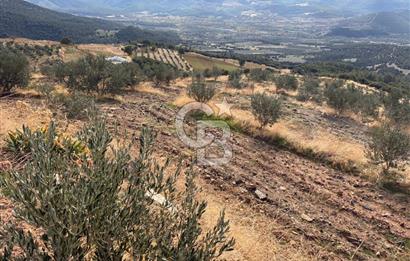 Satılık Verimli Yüksek Rekolteli Zeytinlik