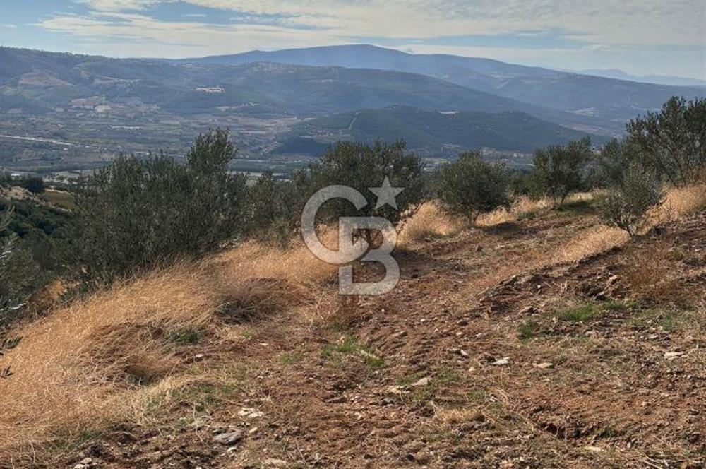 Satılık Verimli Yüksek Rekolteli Zeytinlik