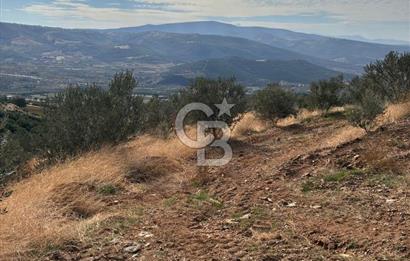 Satılık Verimli Yüksek Rekolteli Zeytinlik