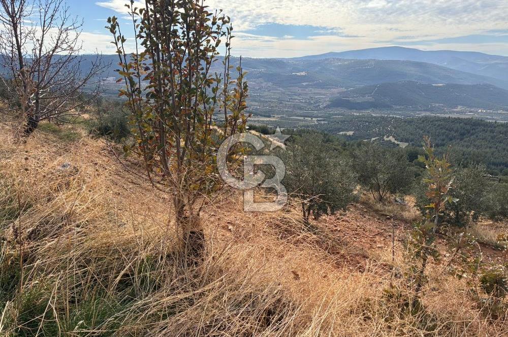 Satılık Verimli Yüksek Rekolteli Zeytinlik