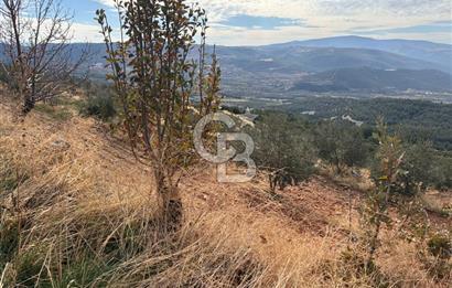 Satılık Verimli Yüksek Rekolteli Zeytinlik