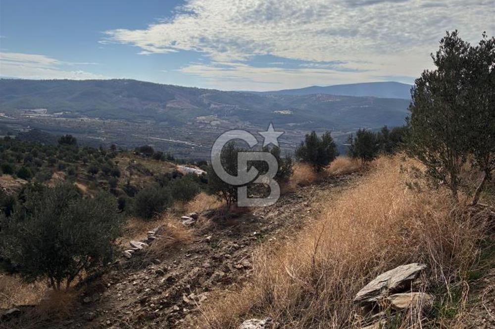 Satılık Verimli Yüksek Rekolteli Zeytinlik