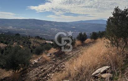 Satılık Verimli Yüksek Rekolteli Zeytinlik