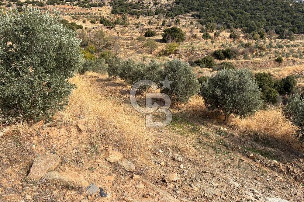 Satılık Verimli Yüksek Rekolteli Zeytinlik