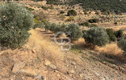 Satılık Verimli Yüksek Rekolteli Zeytinlik