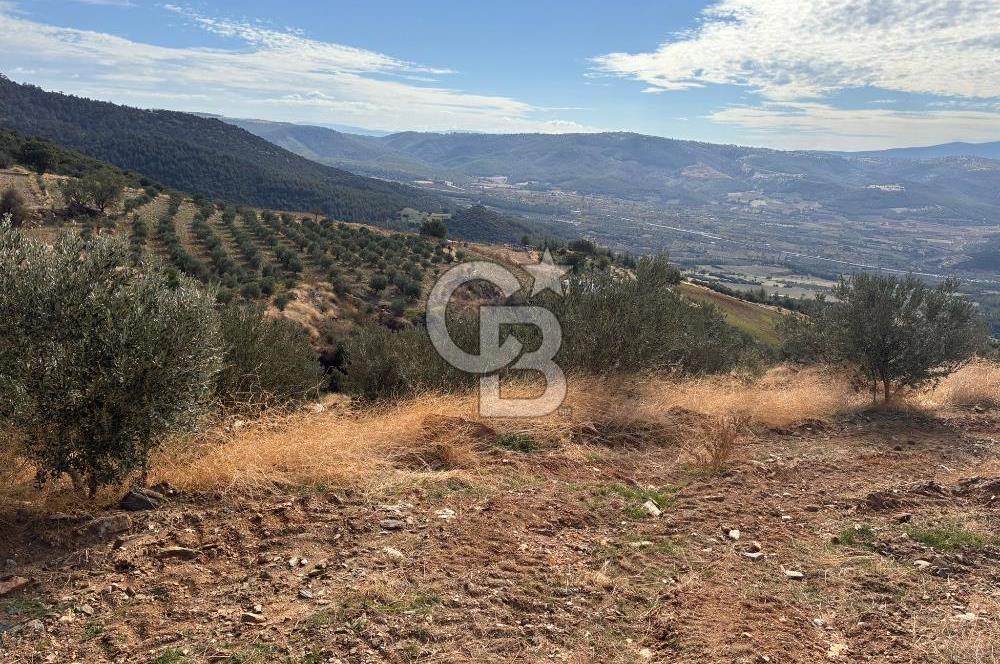 Satılık Verimli Yüksek Rekolteli Zeytinlik