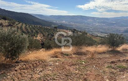 Satılık Verimli Yüksek Rekolteli Zeytinlik