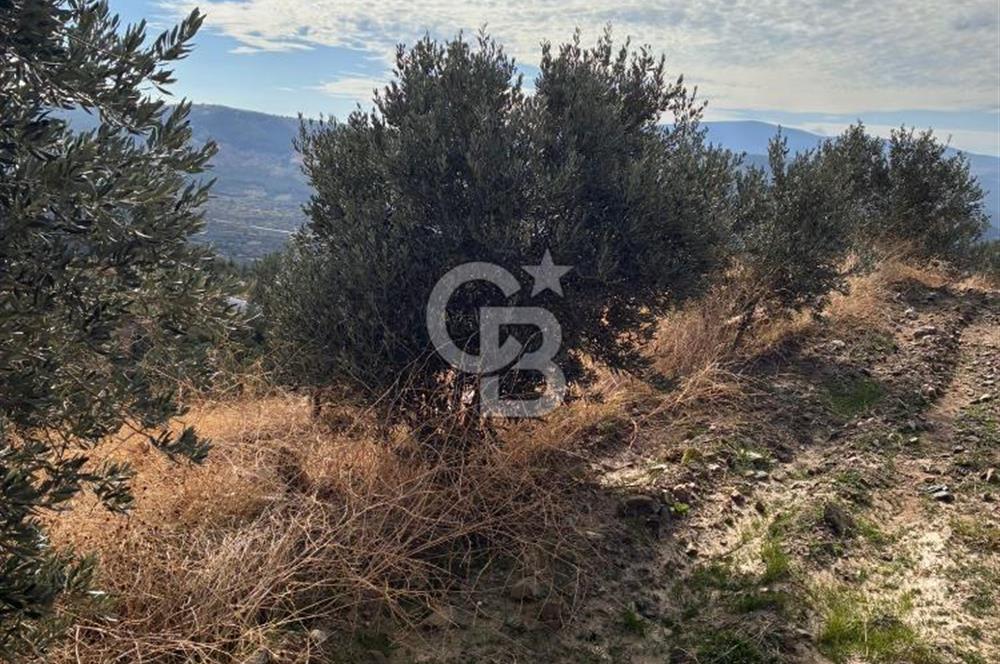 Satılık Verimli Yüksek Rekolteli Zeytinlik