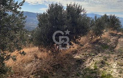 Satılık Verimli Yüksek Rekolteli Zeytinlik