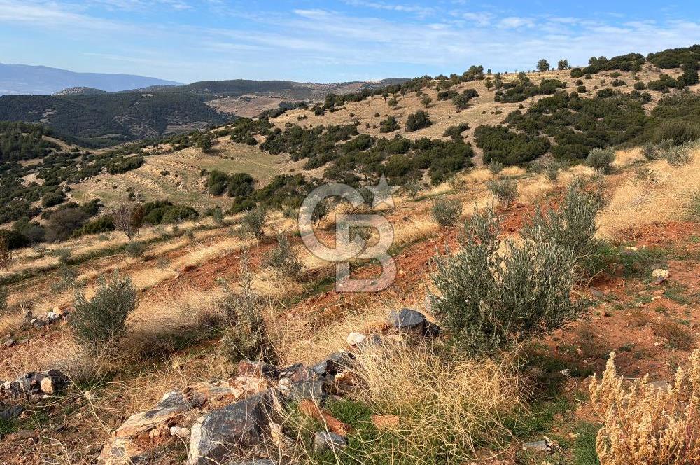 Satılık Verimli Yüksek Rekolteli Zeytinlik