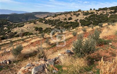 Satılık Verimli Yüksek Rekolteli Zeytinlik