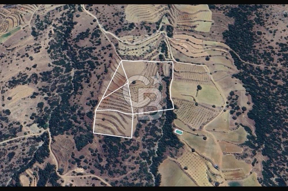 Satılık Verimli Yüksek Rekolteli Zeytinlik