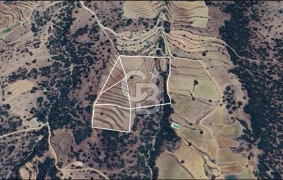 Satılık Verimli Yüksek Rekolteli Zeytinlik