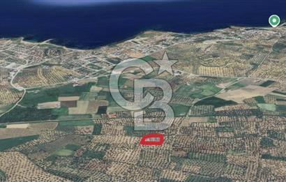 Gömeç karaağaç mahallesi 5600 m2 