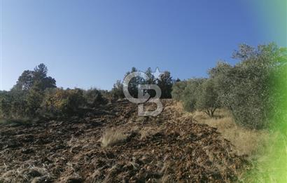 Muğla Menteşe Gazeller Mahallesi’nde Satılık Tarla