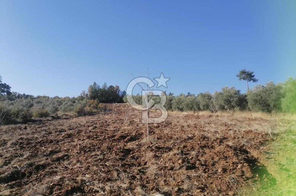 Muğla Menteşe Gazeller Mahallesi’nde Satılık Tarla